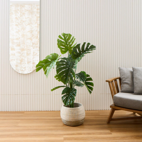 Monstera Ceriman 1,2 M