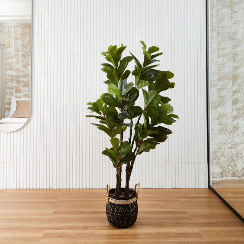 Ficus Pandurata Pole 1,55 M - comprar online
