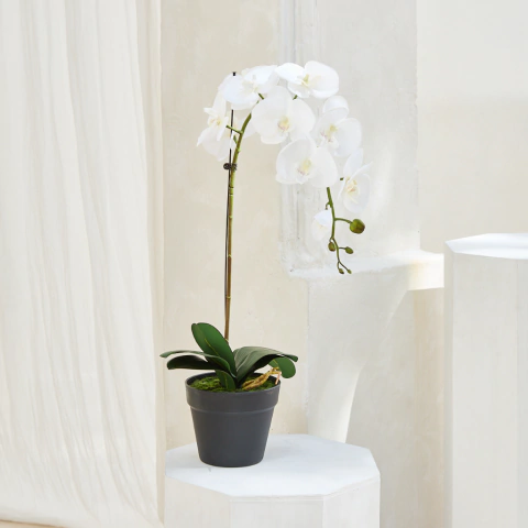 Orquidea 70 cm