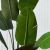 Sterlizia 1,6 M - comprar online
