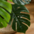 Monstera Ceriman 90 Cm - comprar online