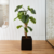 Turtleback Tree Monstera 1,8 M
