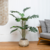 Turtleback Small Monstera 1,25 M - comprar online