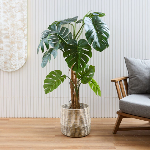 Turtleback Tree Monstera 1,6 M - comprar online