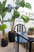 Imagen de Turtleback Tree Monstera 1,8 M