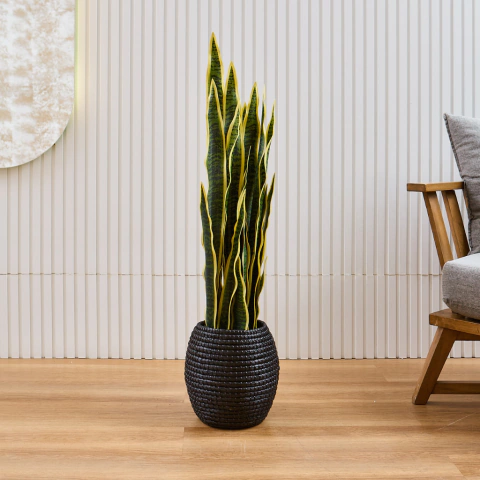 Sansevieria - comprar online