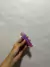 Goma de Borrar Gatito Retráctil violeta - Twingo