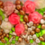 Sprinkles Mix Rosas Rosa, Blanco y Fucsia x 50 gr.