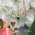 SET TIANA + CHARLOTTE - buy online