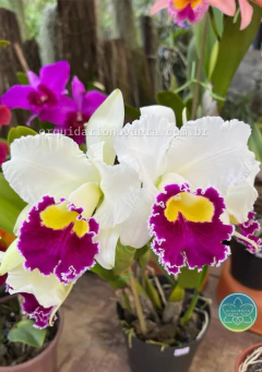 Cattleya Sheila Lauterbach - Adulta