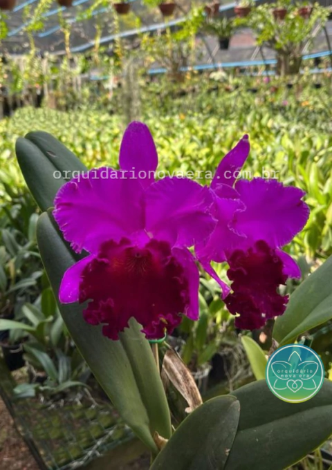 Cattleya Amy Wakasugi "Yamanashi" - Adulta