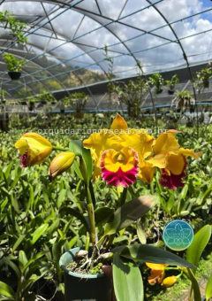 Cattleya Saeng U-Sa - Adulta na internet