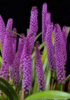 Arpophyllum Giganteum - Adulta