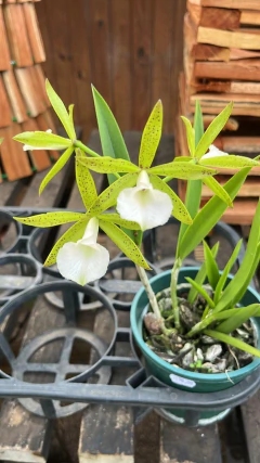 BC. Ploenpit Star - Adulta na internet