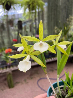 BC. Ploenpit Star - Adulta - comprar online