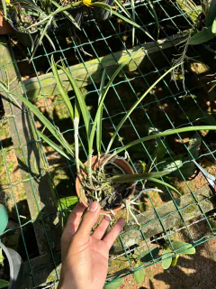 Bc. Sunny Delight - Adulta - loja online