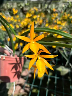 Bc. Sunny Delight - Adulta - comprar online