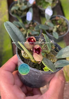 Bulbophyllum frostii - Adulto - comprar online