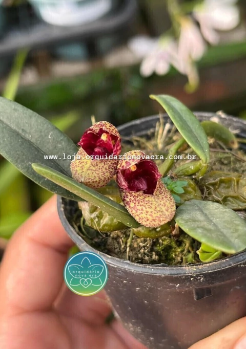 Bulbophyllum frostii - Adulto