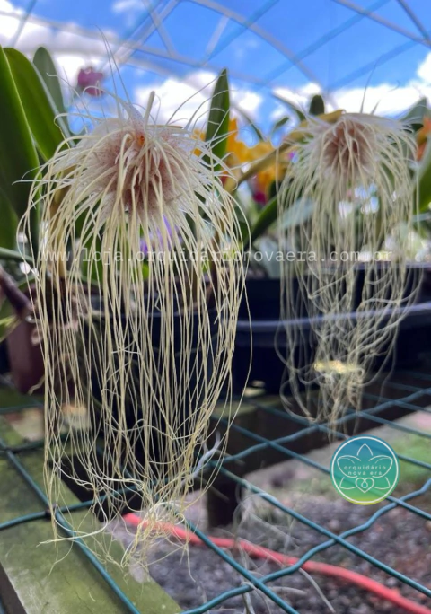Bulbophyllum medusae - Adulto