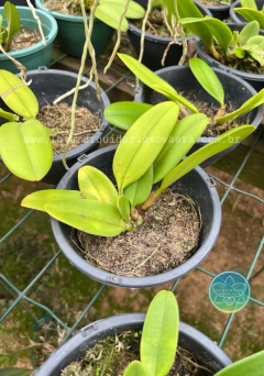 Bulbophyllum medusae - Adulto na internet