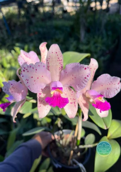Cattleya Amethystoglossa - Adulta