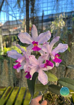 Cattleya Amethystoglossa - Adulta - comprar online