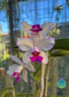 Cattleya Amethystoglossa - Adulta na internet