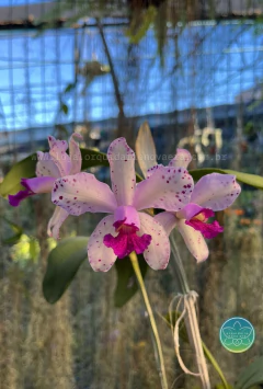 Cattleya Amethystoglossa - Adulta - Orquidário Nova Era