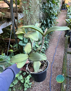 Cattleya Amethystoglossa - Adulta - loja online