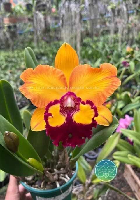 C. Bangkok Sunlight - Adulta