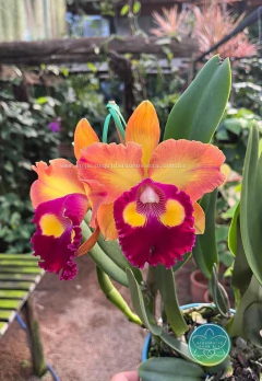 C. Bangkok Sunlight - Adulta - comprar online