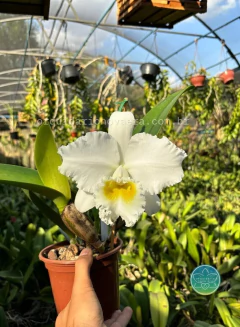 Cattleya Burdekin Bride - Adulta - comprar online