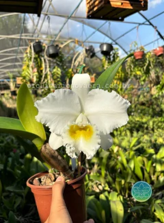 Cattleya Burdekin Bride - Adulta