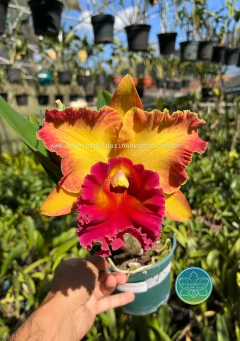 Cattleya Chomthong Fancy - Adulta