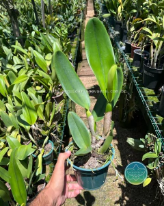 Cattleya Chomthong Fancy - Adulta - comprar online