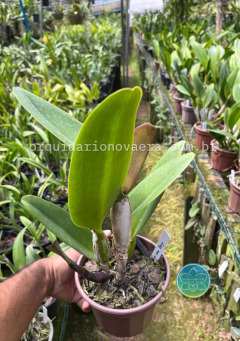 Cattleya Edisto New Berry - Adulta - comprar online