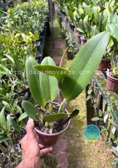 Cattleya Edisto New Berry - Adulta