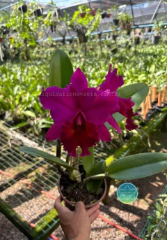 Imagem do Cattleya Edisto New Berry - Adulta