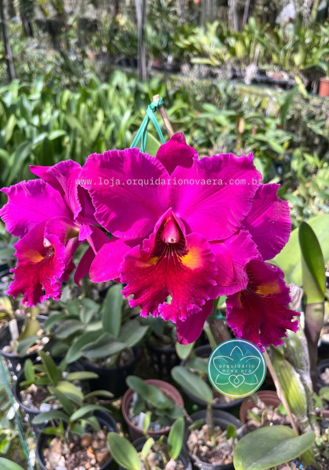 Cattleya Edisto New Berry - Adulta - comprar online