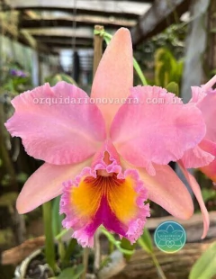 Cattleya George King "Serendipity" - Adulta - comprar online