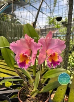 Cattleya George King "Serendipity" - Adulta na internet
