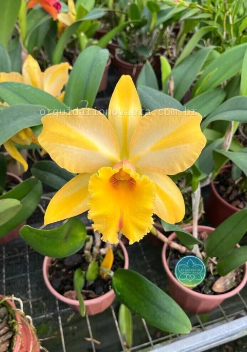 Cattleya Gisele Bundchen - Adulta