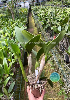 Cattleya Memoria Helen Brown" - Adulta - comprar online