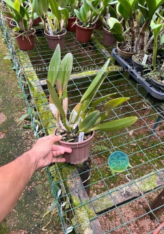 Cattleya João Paulo Fontes - Adulta - Orquidário Nova Era