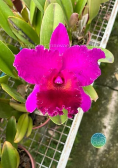 Cattleya João Paulo Fontes - Adulta - comprar online