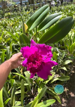 Cattleya João Paulo Fontes - Adulta na internet