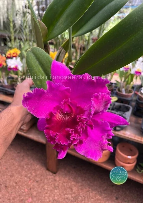 Cattleya João Paulo Fontes - Adulta