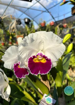 Cattleya Melody Fair "Mishima" - Adulta na internet