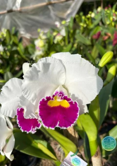 Cattleya Melody Fair "Mishima" - Adulta - comprar online